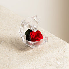 Collection image for: Flori naturale conservate
