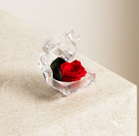 Mini Marvel Red, Trandafir Natural Conservat