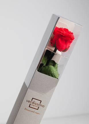 Amorosa Standard Red, Trandafir Natural Conservat