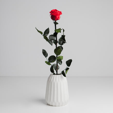 Amorosa Standard Red, Trandafir Natural Conservat