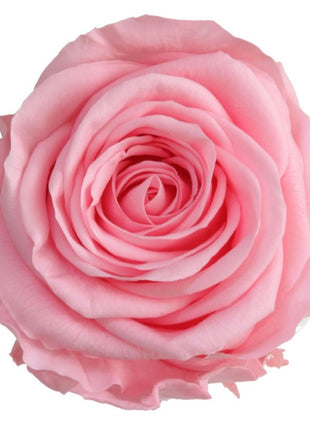 Amorosa Standard Pastel Pink, Trandafir Natural Conservat