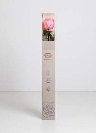 Amorosa Standard Pastel Pink, Trandafir Natural Conservat