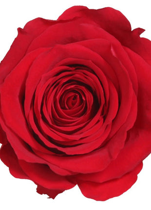 Amorosa Mini Red, Trandafir Natural Conservat
