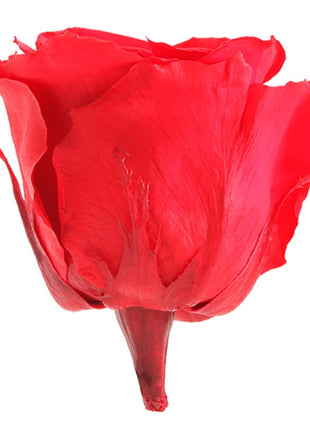 Amorosa Mini Red, Trandafir Natural Conservat