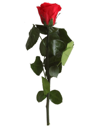 Amorosa Mini Red, Trandafir Natural Conservat