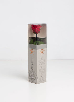 Amorosa Mini Red, Trandafir Natural Conservat