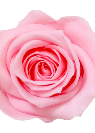 Amorosa Mini Pastel Pink, Trandafir Natural Conservat
