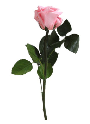 Amorosa Mini Pastel Pink, Trandafir Natural Conservat