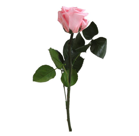 Amorosa Mini Pastel Pink, Trandafir Natural Conservat