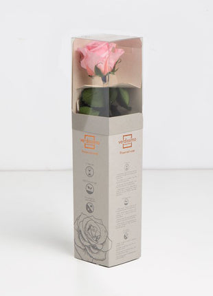 Amorosa Mini Pastel Pink, Trandafir Natural Conservat
