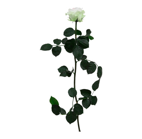 Amorosa Premium Tricolor, Trandafir Natural Conservat
