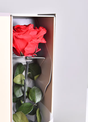 V-Rose Private Selection Red, Trandafir Natural Conservat